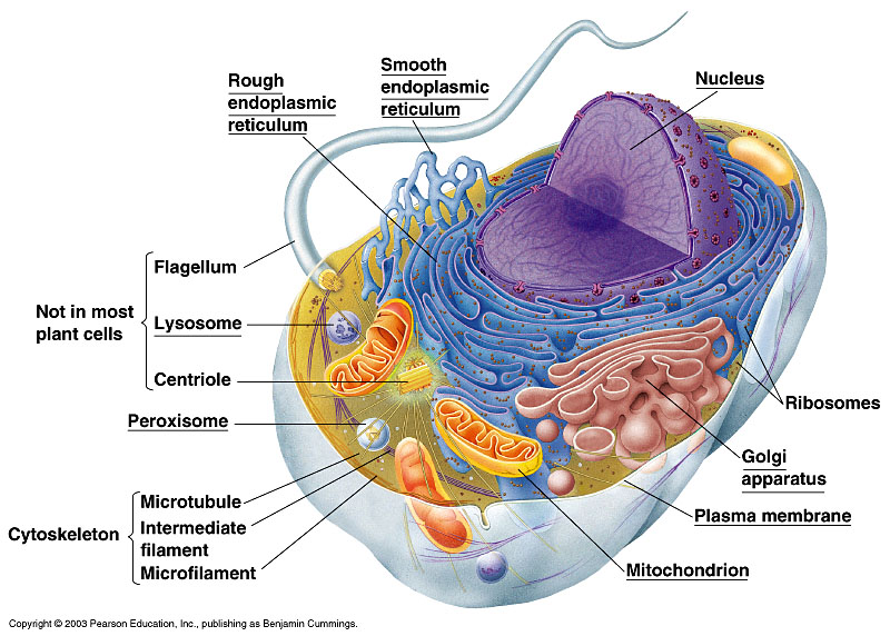 Animal cell structure