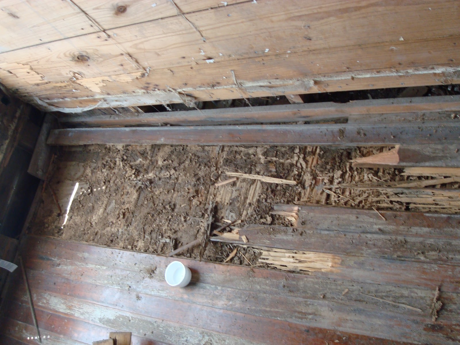 Do Termites Eat Laminate Flooring Flooring Tips