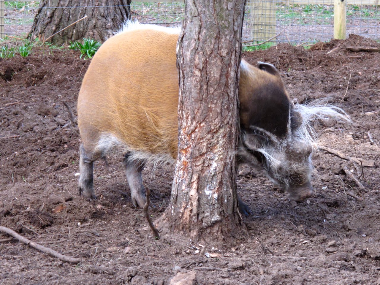 Wild at Hull Yorkshire Wildlife Park
