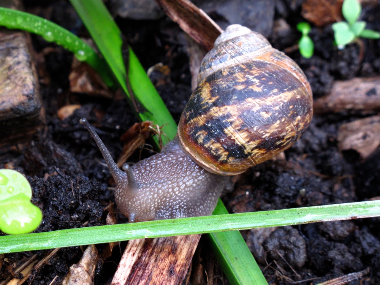 BugBlog Snail season starts