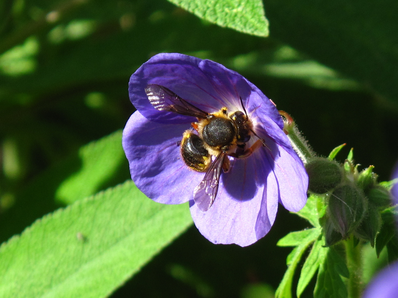 BugBlog: National Insect Week Gallery