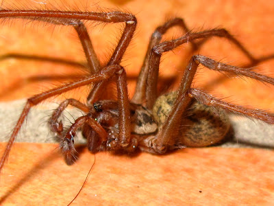 BugBlog: Tegenaria male