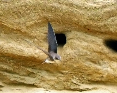 Bank Swallow