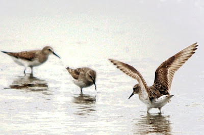 White-rumped_Sandpipers