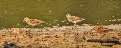 semipalmated sandpipers