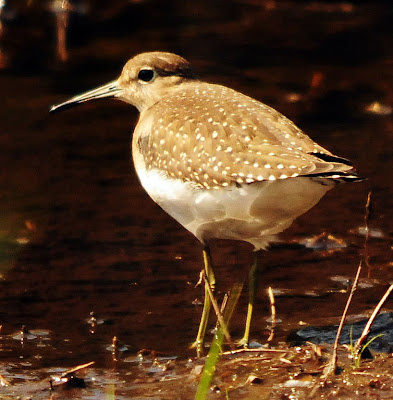 Solitary Sandpiper