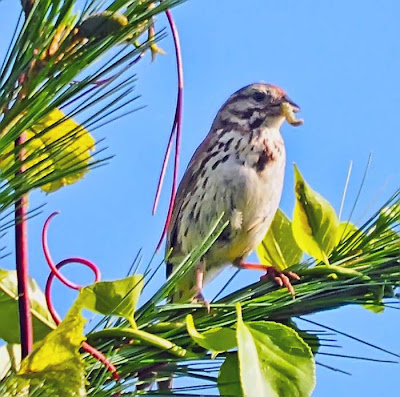 Song Sparrow