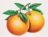 [PORTAKAL.jpg]
