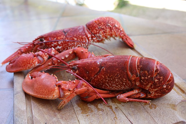 [Homard+Lebreton.jpg]