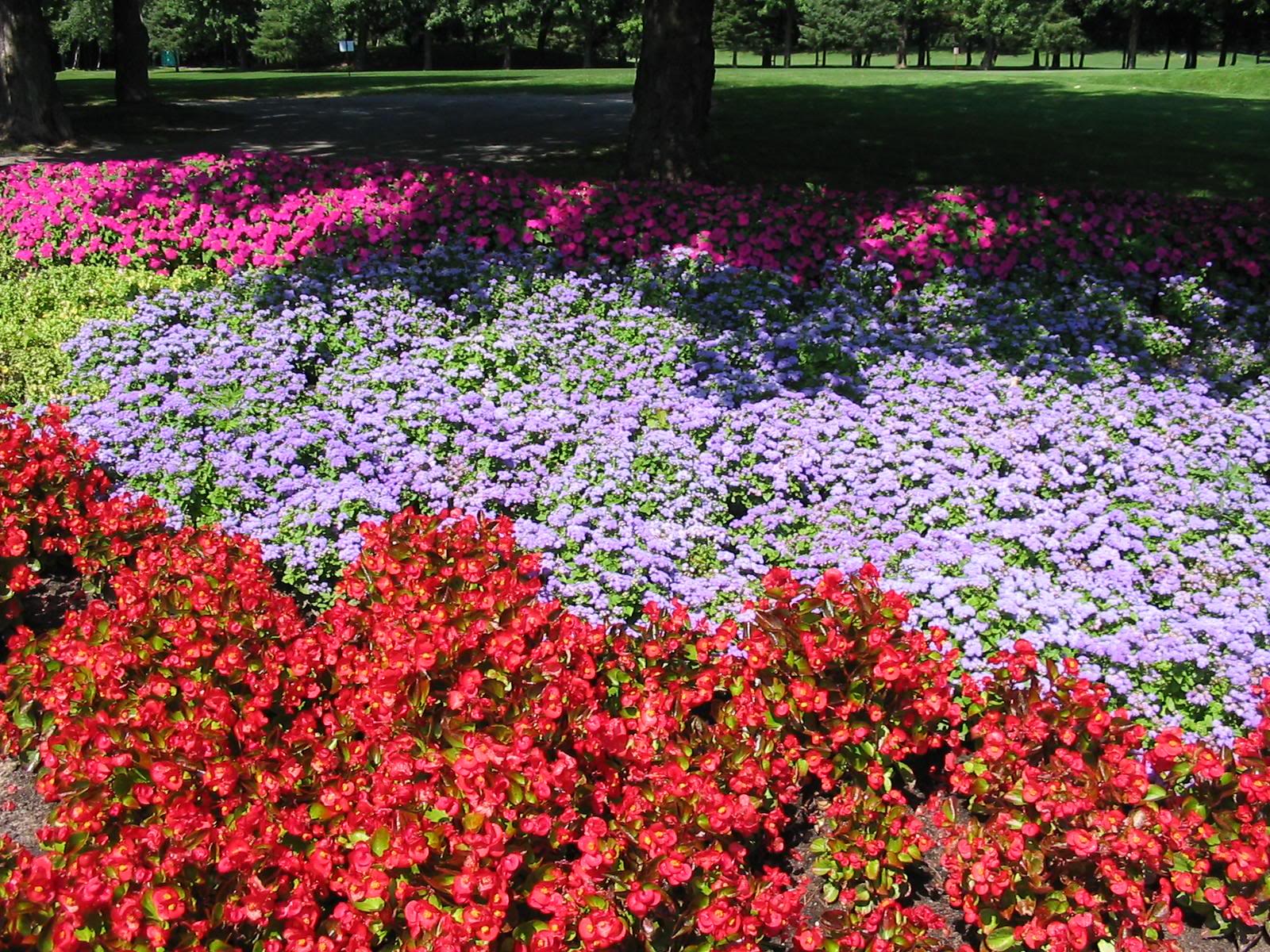 French Vocabulary Illustrated platebande