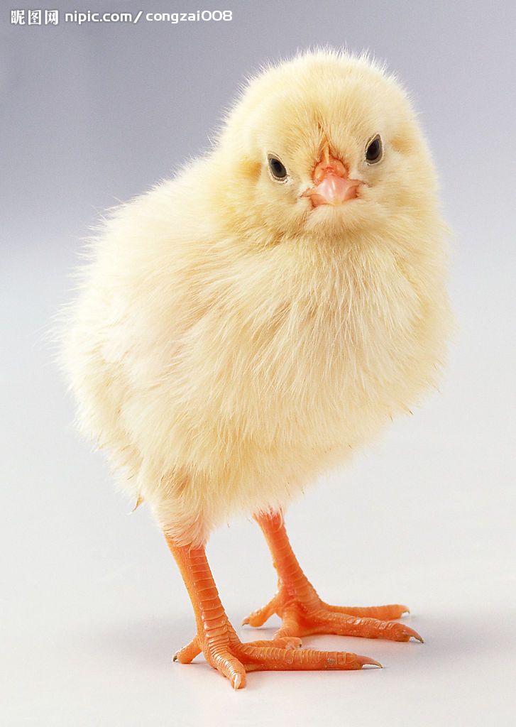 Is Chicken And Duck Good For Dogs With Acid Reflux Is Chicken And Duck Good For Dogs With Acid Reflux