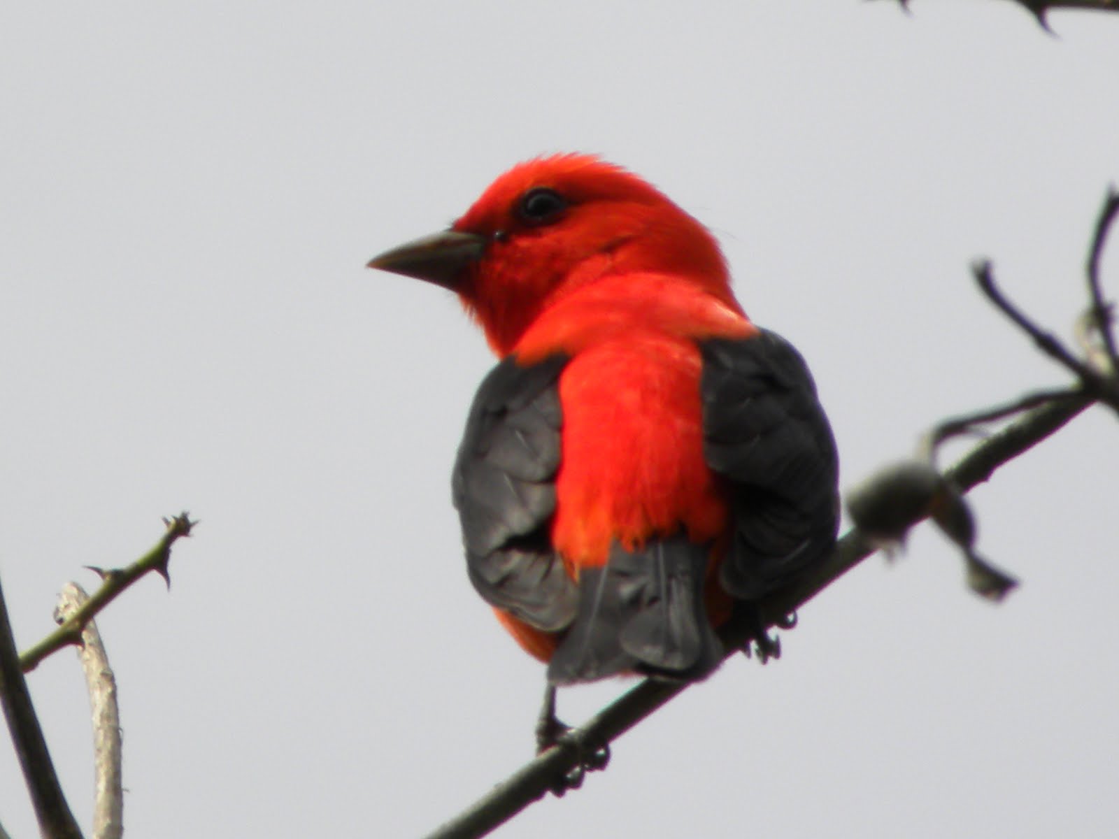 Angela's photos Rockport meeting, day 3 Corpus Christi birding