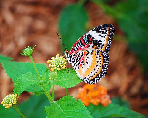 [Put+in+bay+butterfly.jpg]