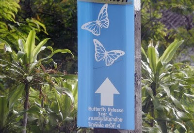 Butterfly release this way