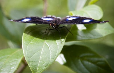 Butterfly after being released!