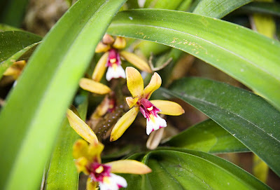 Orchid at Ton Sai Waterfall