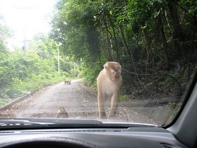 Monkey climbing on our car