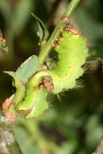 Caterpillar