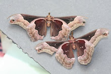 Cherry Moths