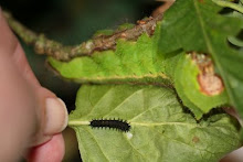 Ist instar Robin and final instar a peryni