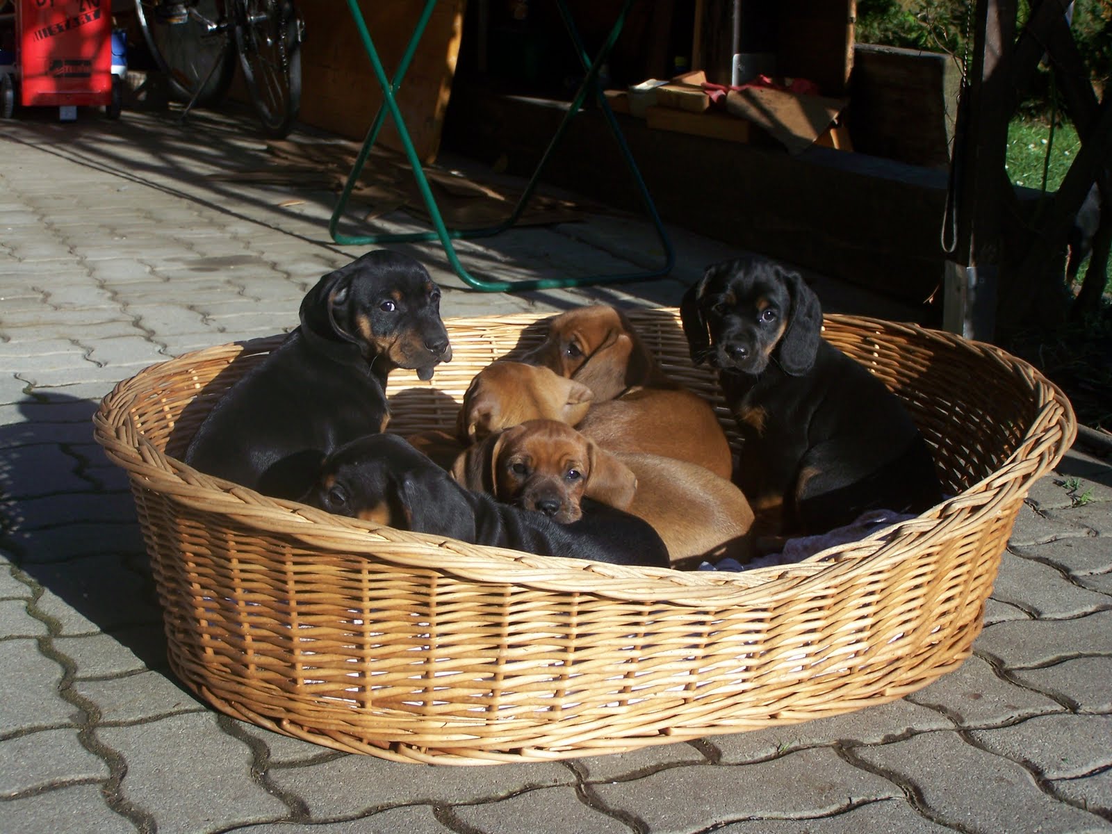 mit Hund und Gespann (fast) nach Afrika...oder bis nach Island