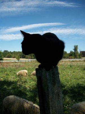Cat of Doom