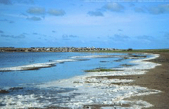 Salinas