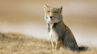 Vulpes+ferrilata.jpg