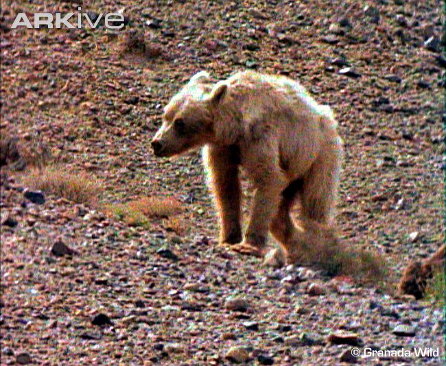 Медведи гоби. Мазалай медведь гобийский. Гобийским медведем – мазаалай. Гобийский бурый медведь. Гобийский бурый медведь.