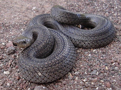 Your Pet Guide: Exotic Pet Snake For Beginner