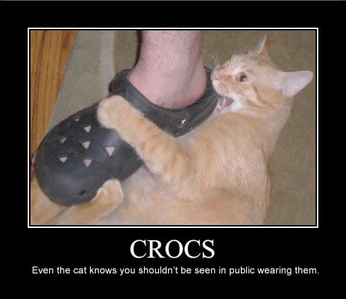 funny-pictures-cat-hates-your-shoes.jpg