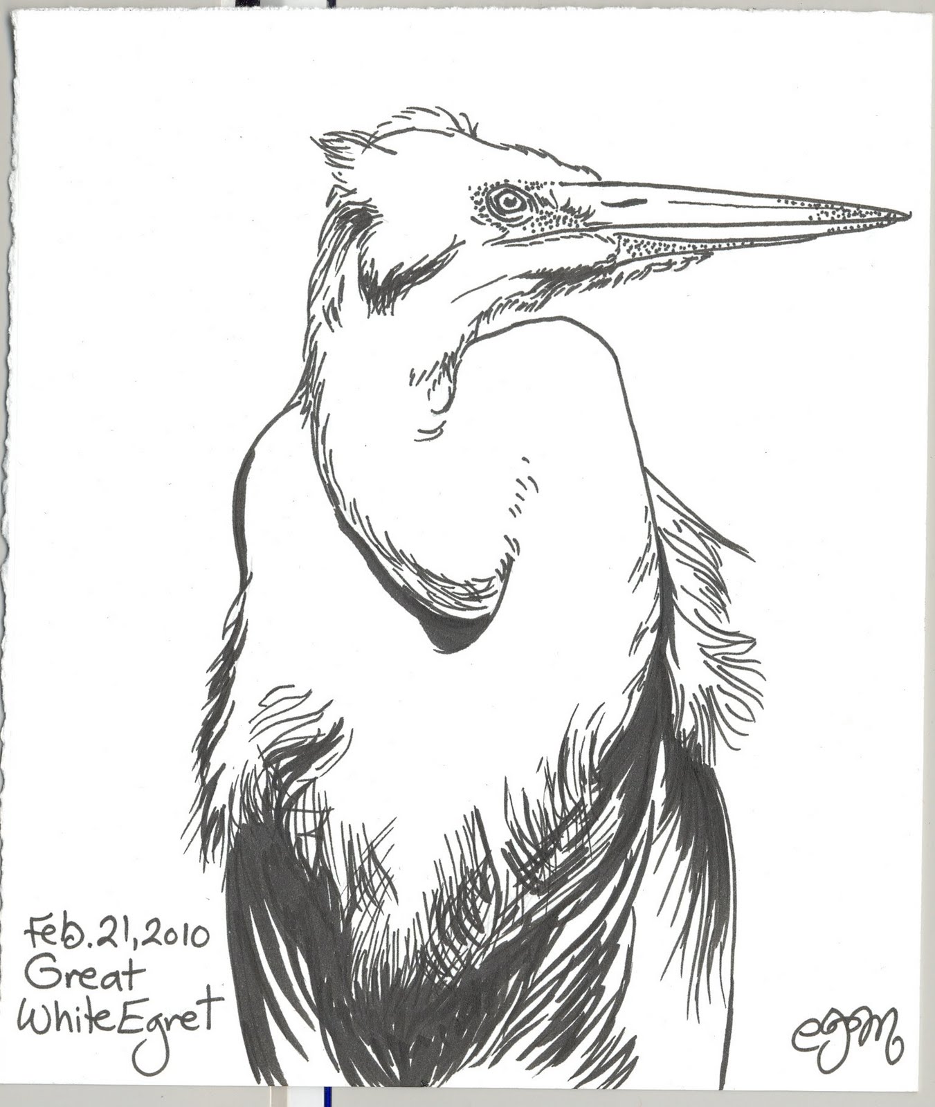 Claire scribbles: Great White Egret