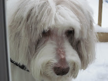 Maggie Our Bearded Collie