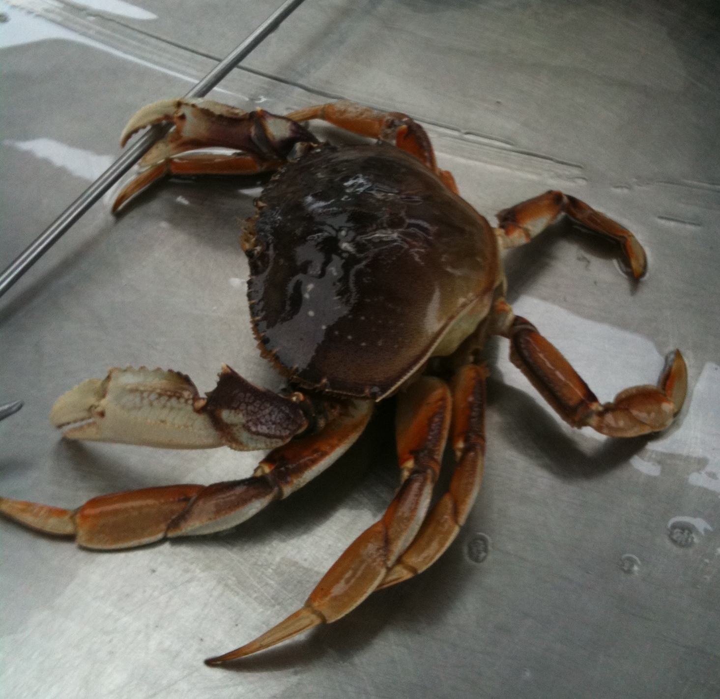 Everything Coastal A Quick Stop for Hot Chocolate at Nick's Cove