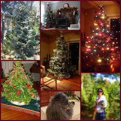 Live  Tree CHRISTMAS