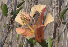 Flower Cricket