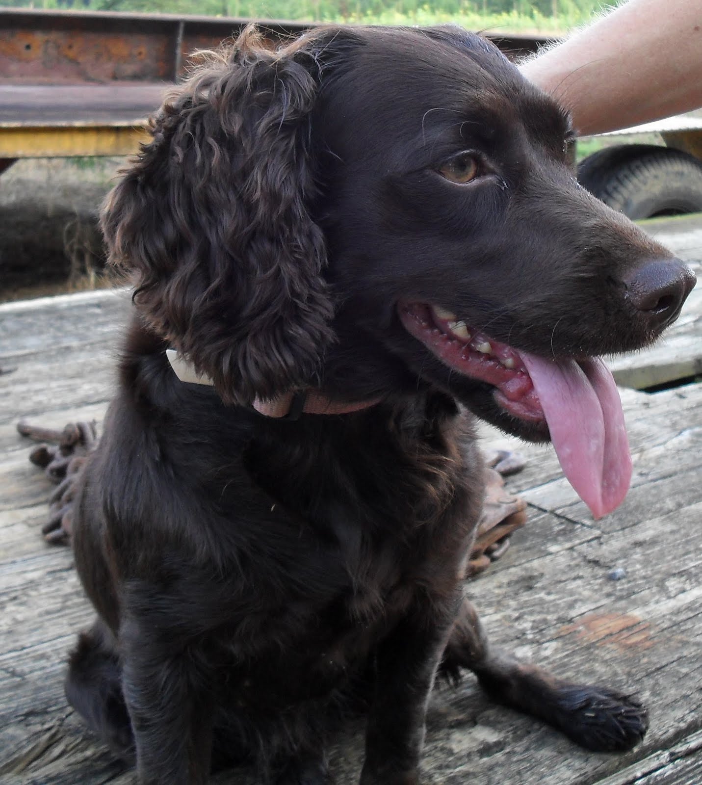 Smith Boykins, Quality Boykin Spaniel Puppies