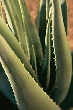 Aloe Gel
