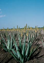 Aloe Plants