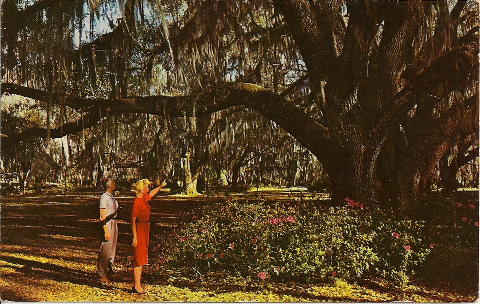 Old Florida Liz and Queenie (the Water Skiing Elephant of Ponce de
