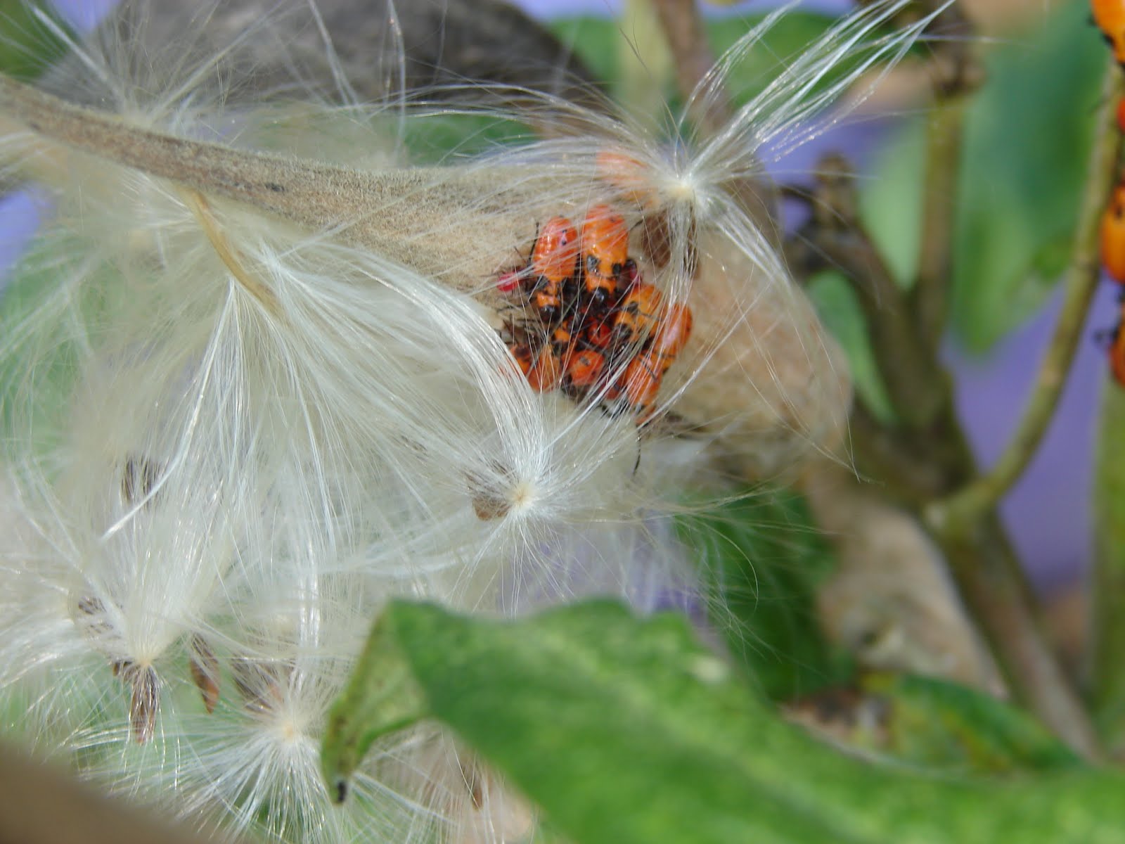 Pictureka Nature All Around Me 6 The Milkweed Bugs 