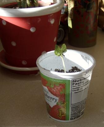 [yogurt+planter.jpg]