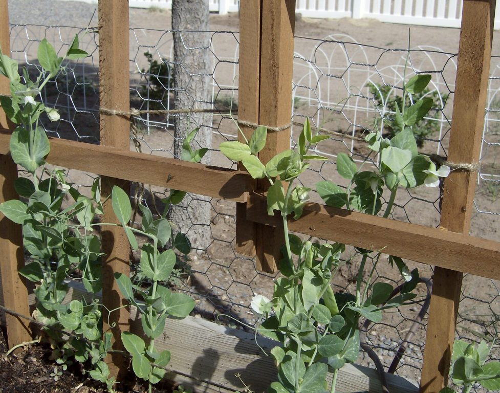 [howgarden1f.jpg]