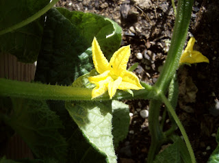 Gardening in the High Desert - Premeditated Leftovers™