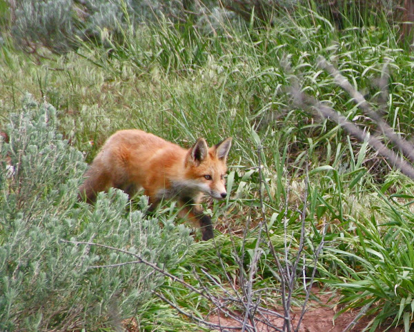 Fox kit
