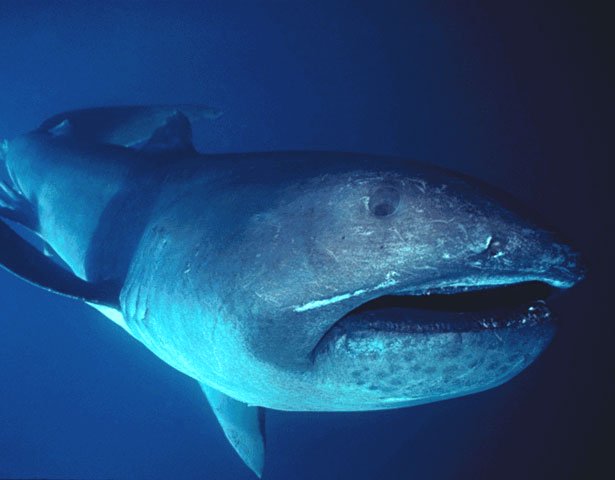 Maga Mouth Shark 92