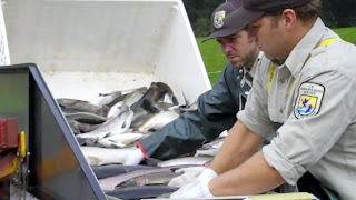 Sorting coho salmon at Quilcene National Fish Hatchery