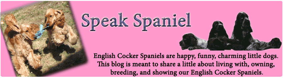 Speak Spaniel