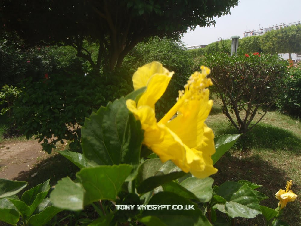 Plants in Egypt Nile walk flowers and trees