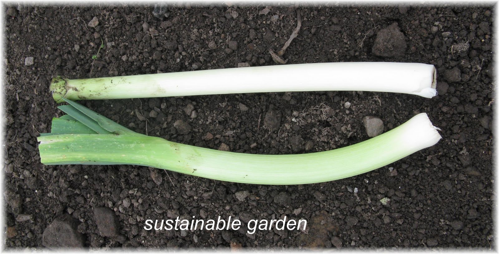 [October+30+comparing+blanched+and+unblanched+leeks+.jpg]